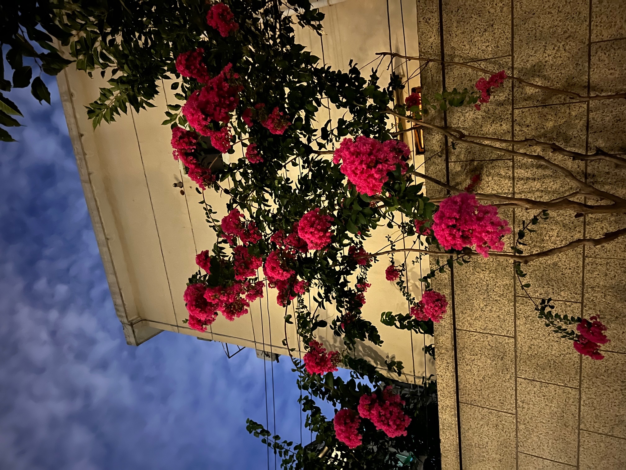IMG_5514.jpg